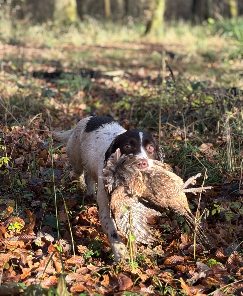 Unique dit uguette Du vieux marronnier