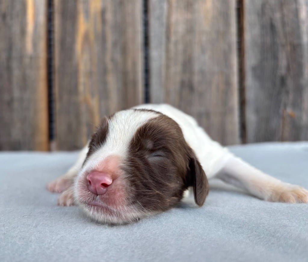 du chemin des cavaliers - Chiot disponible  - English Springer Spaniel