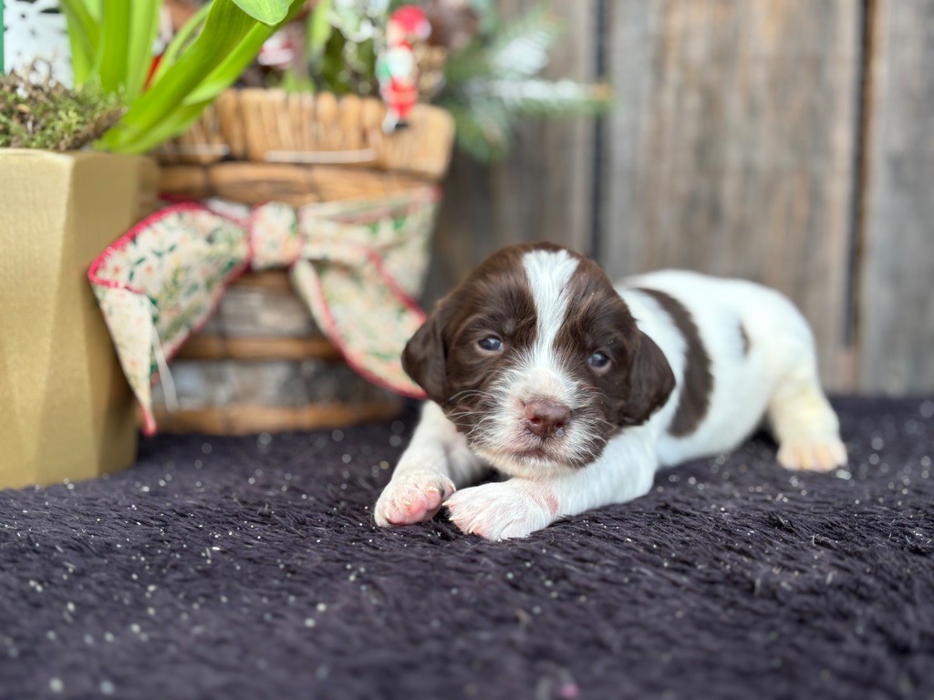 du chemin des cavaliers - Chiot disponible  - English Springer Spaniel