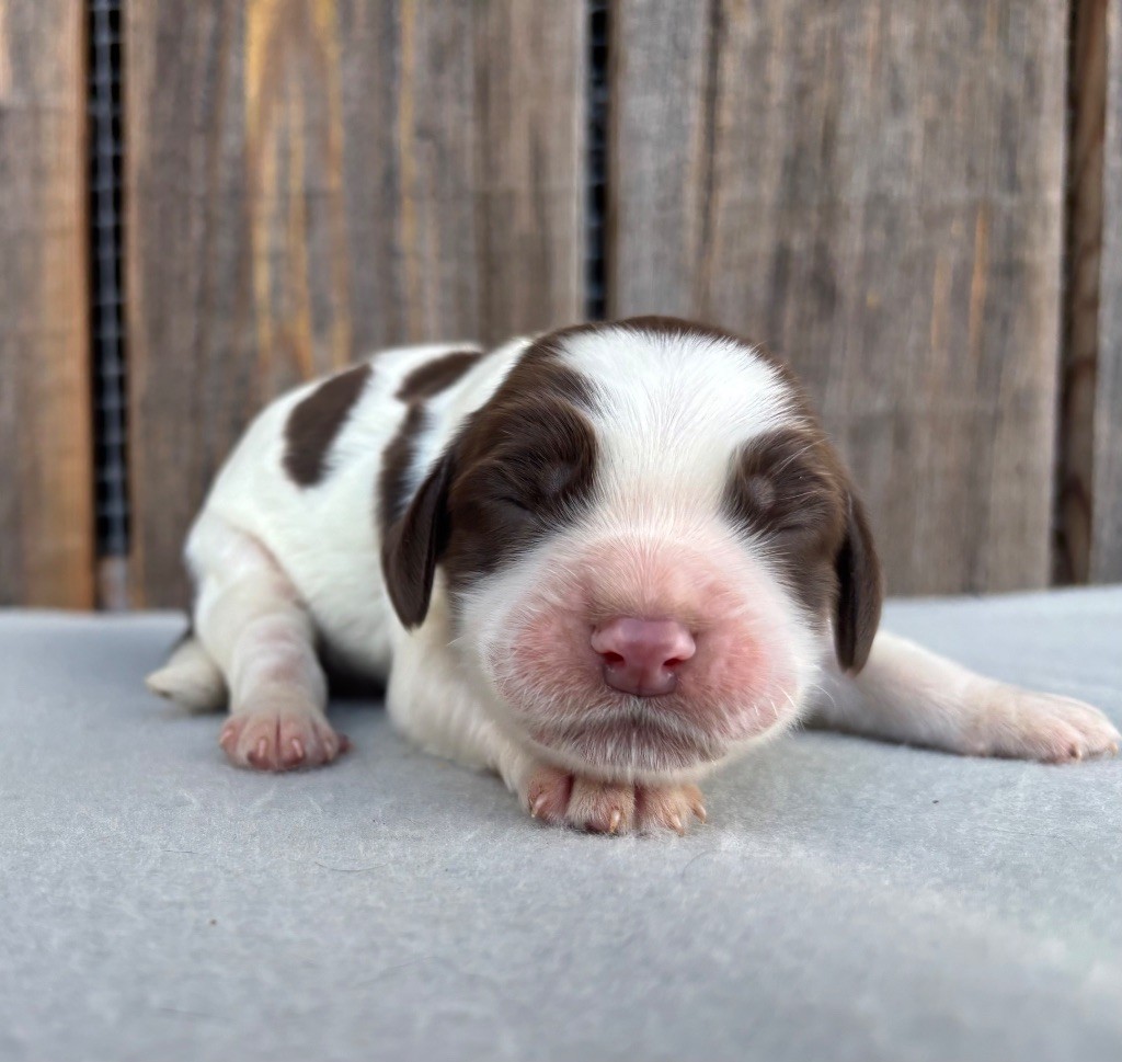 du chemin des cavaliers - Chiot disponible  - English Springer Spaniel