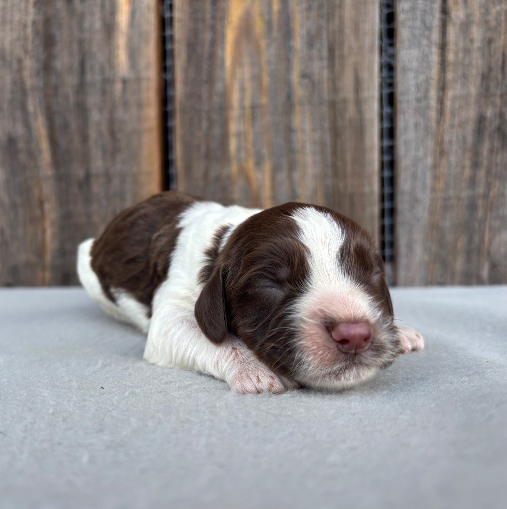 du chemin des cavaliers - Chiot disponible  - English Springer Spaniel