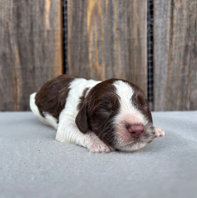 du chemin des cavaliers - English Springer Spaniel - Portée née le 27/01/2025