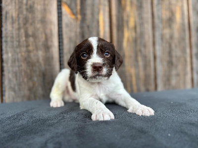 du chemin des cavaliers - English Springer Spaniel - Portée née le 24/12/2024