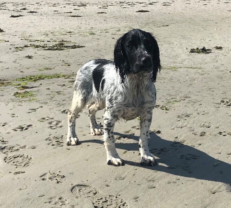 Racaille des Etangs de Dame Blanche