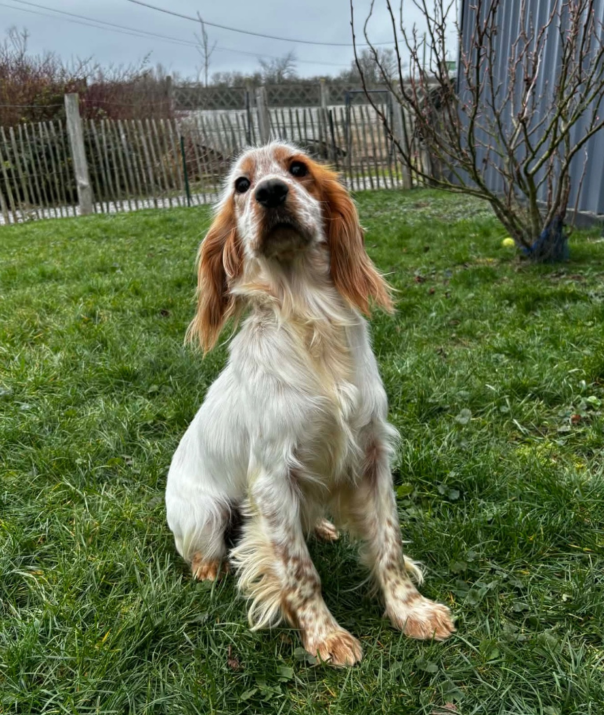 Vanille (Sans Affixe)