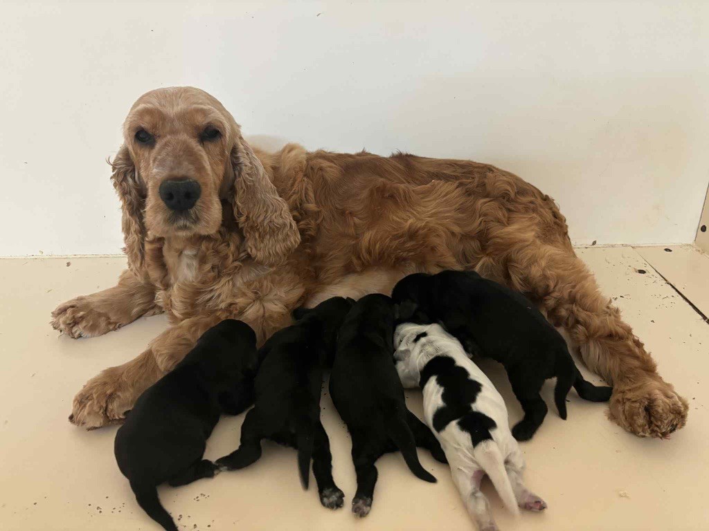 du chemin des cavaliers - Chiots disponibles - Cocker Spaniel Anglais