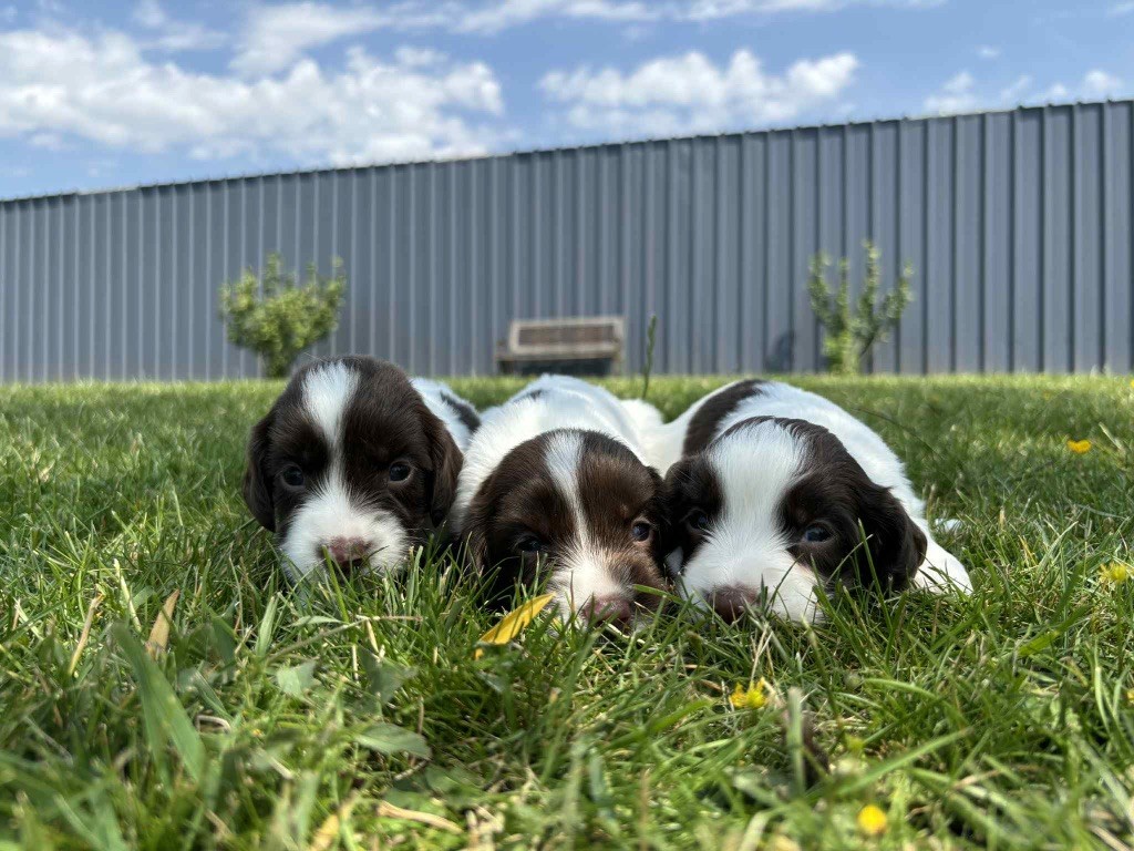 du chemin des cavaliers - English Springer Spaniel - Portée née le 20/05/2025