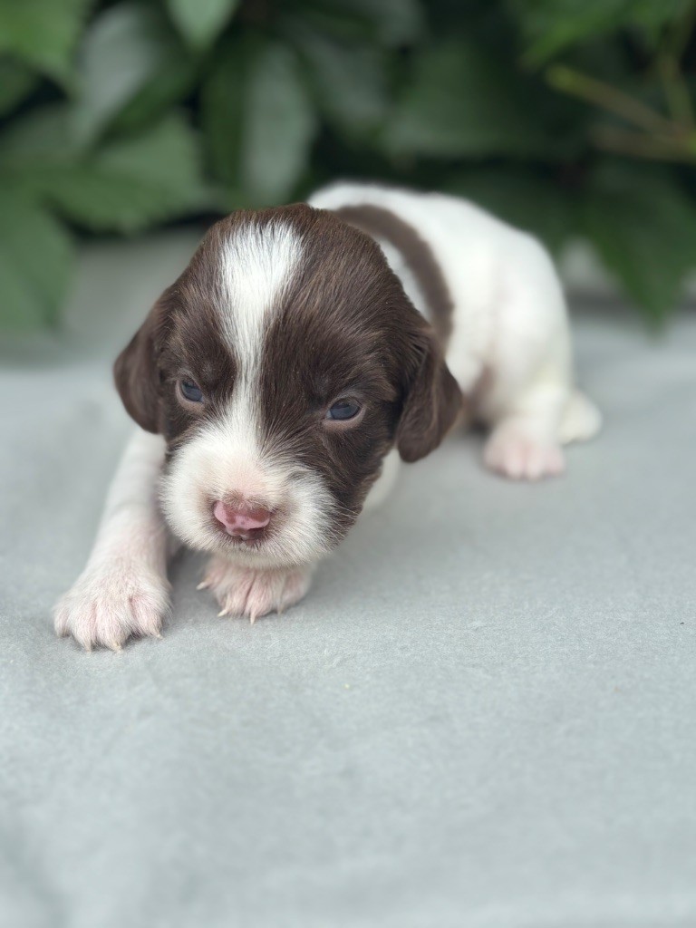 du chemin des cavaliers - Chiots disponibles - English Springer Spaniel