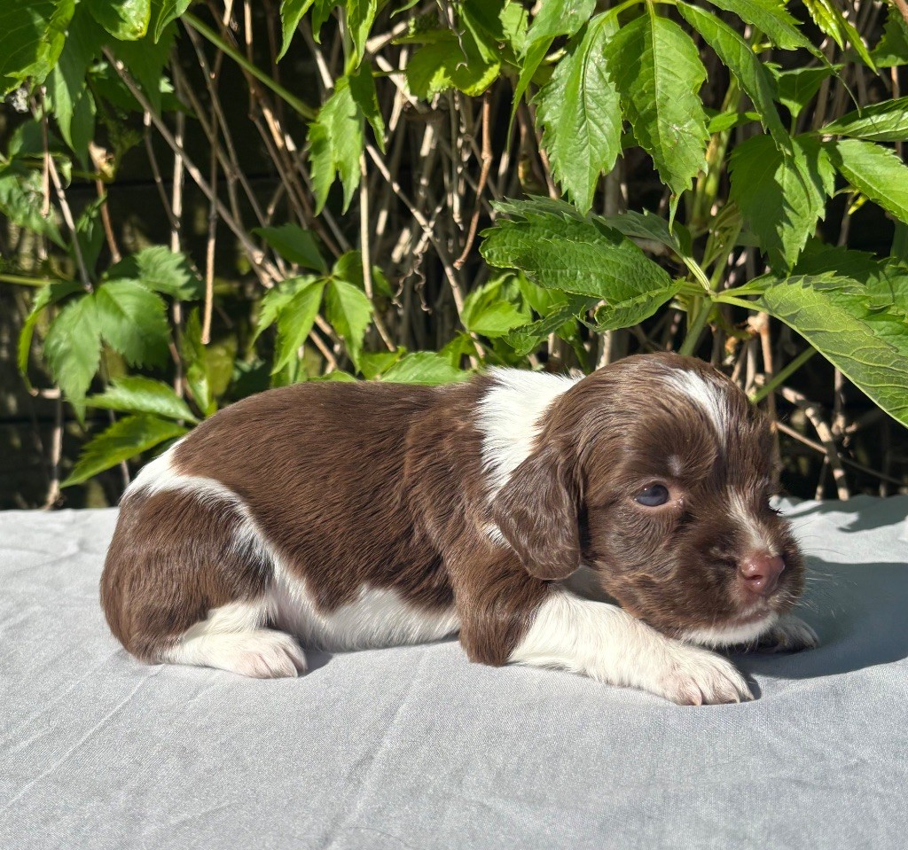 du chemin des cavaliers - Chiots disponibles - English Springer Spaniel