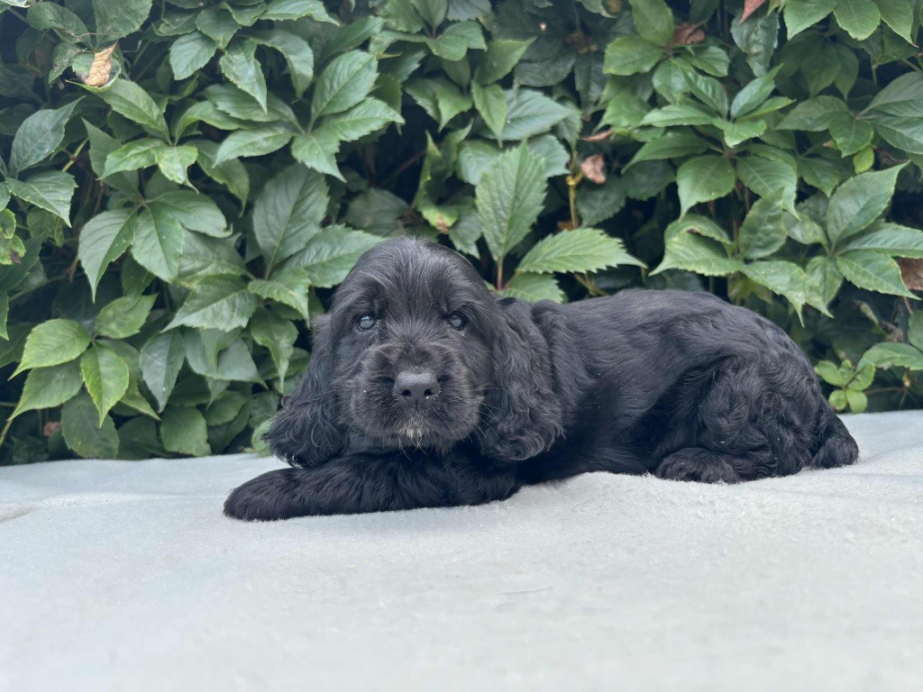 du chemin des cavaliers - Chiots disponibles - Cocker Spaniel Anglais