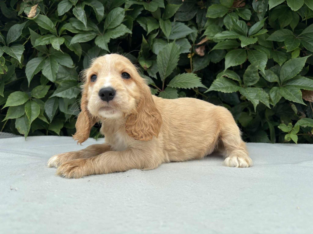 du chemin des cavaliers - Chiots disponibles - Cocker Spaniel Anglais