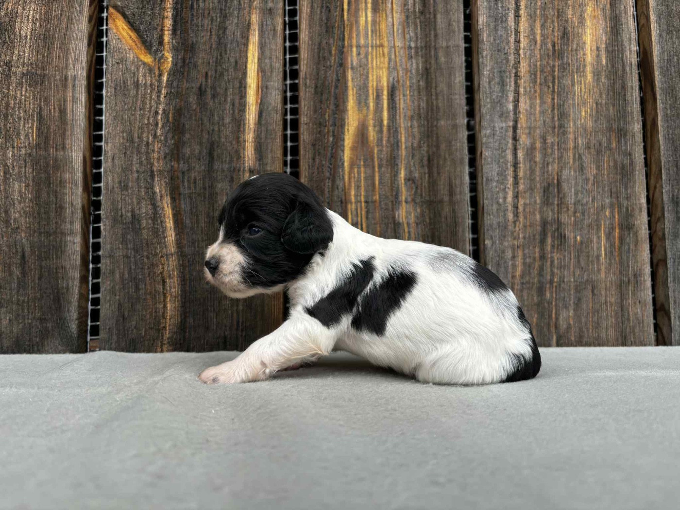 du chemin des cavaliers - Chiots disponibles - English Springer Spaniel