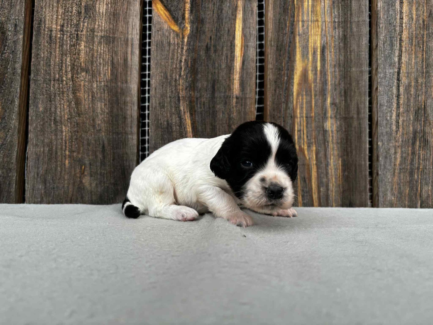 du chemin des cavaliers - Chiots disponibles - English Springer Spaniel