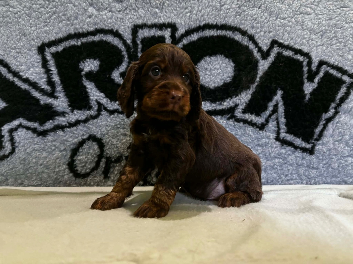 du chemin des cavaliers - Cocker Spaniel Anglais - Portée née le 13/10/2025