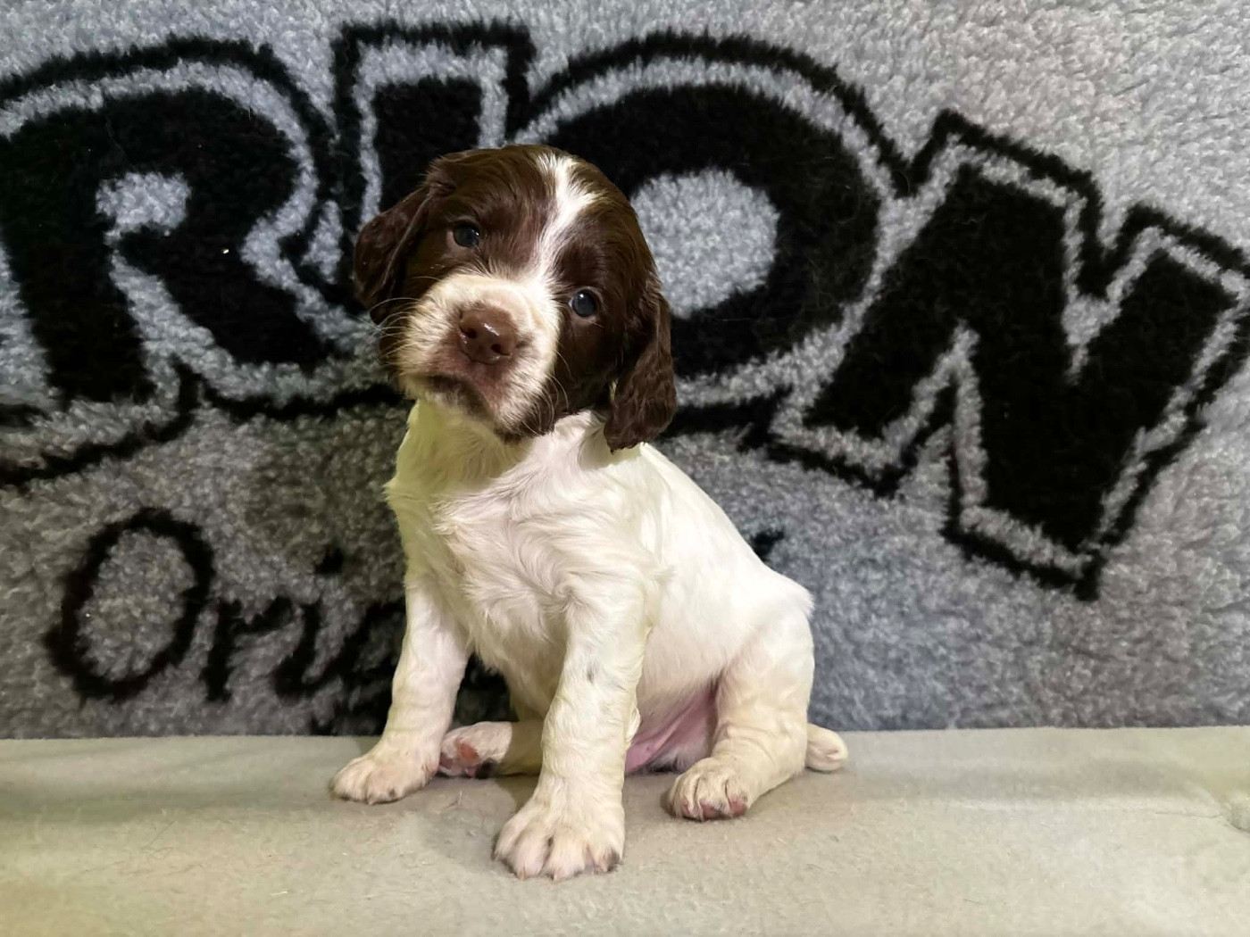 du chemin des cavaliers - Chiots disponibles - English Springer Spaniel