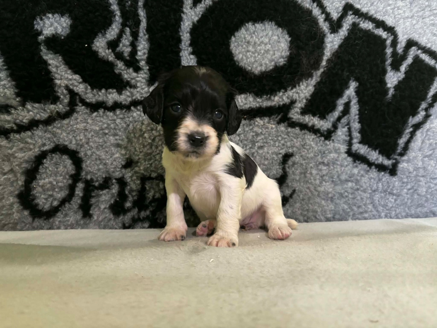 du chemin des cavaliers - Chiots disponibles - English Springer Spaniel