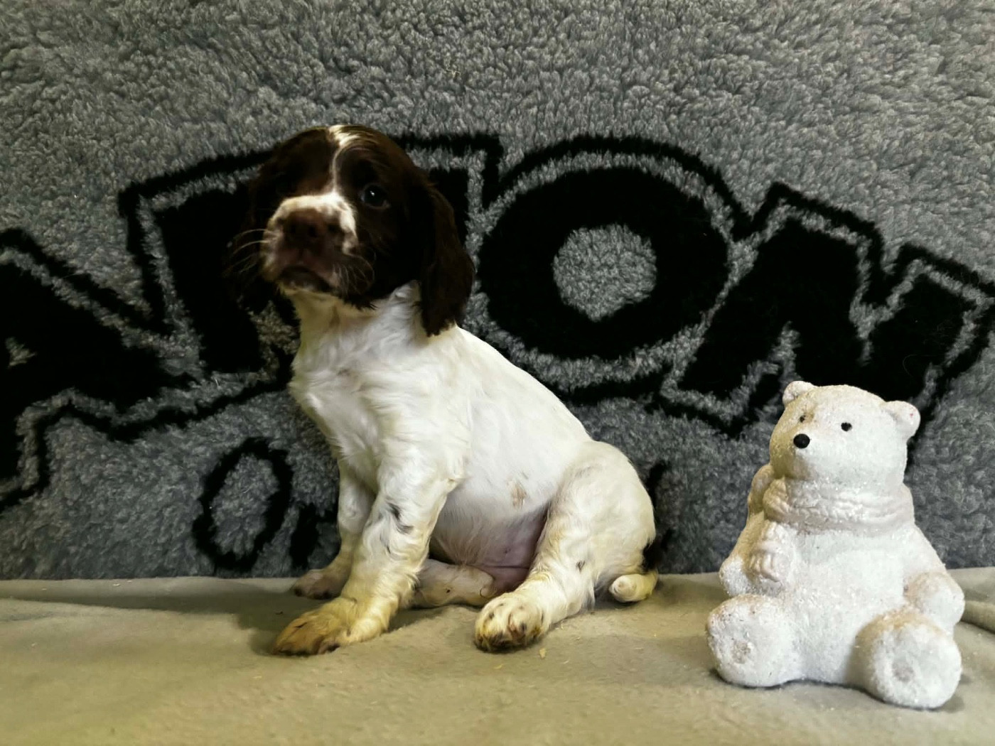 du chemin des cavaliers - Chiots disponibles - English Springer Spaniel