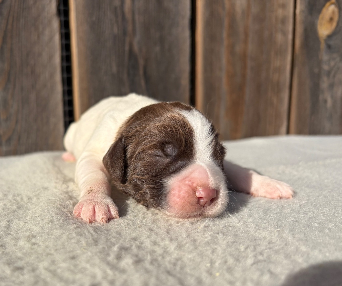 du chemin des cavaliers - English Springer Spaniel - Portée née le 13/02/2026