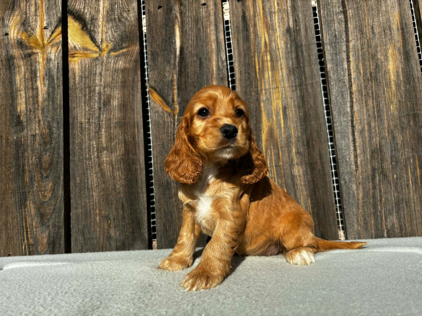 du chemin des cavaliers - Cocker Spaniel Anglais - Portée née le 15/01/2026