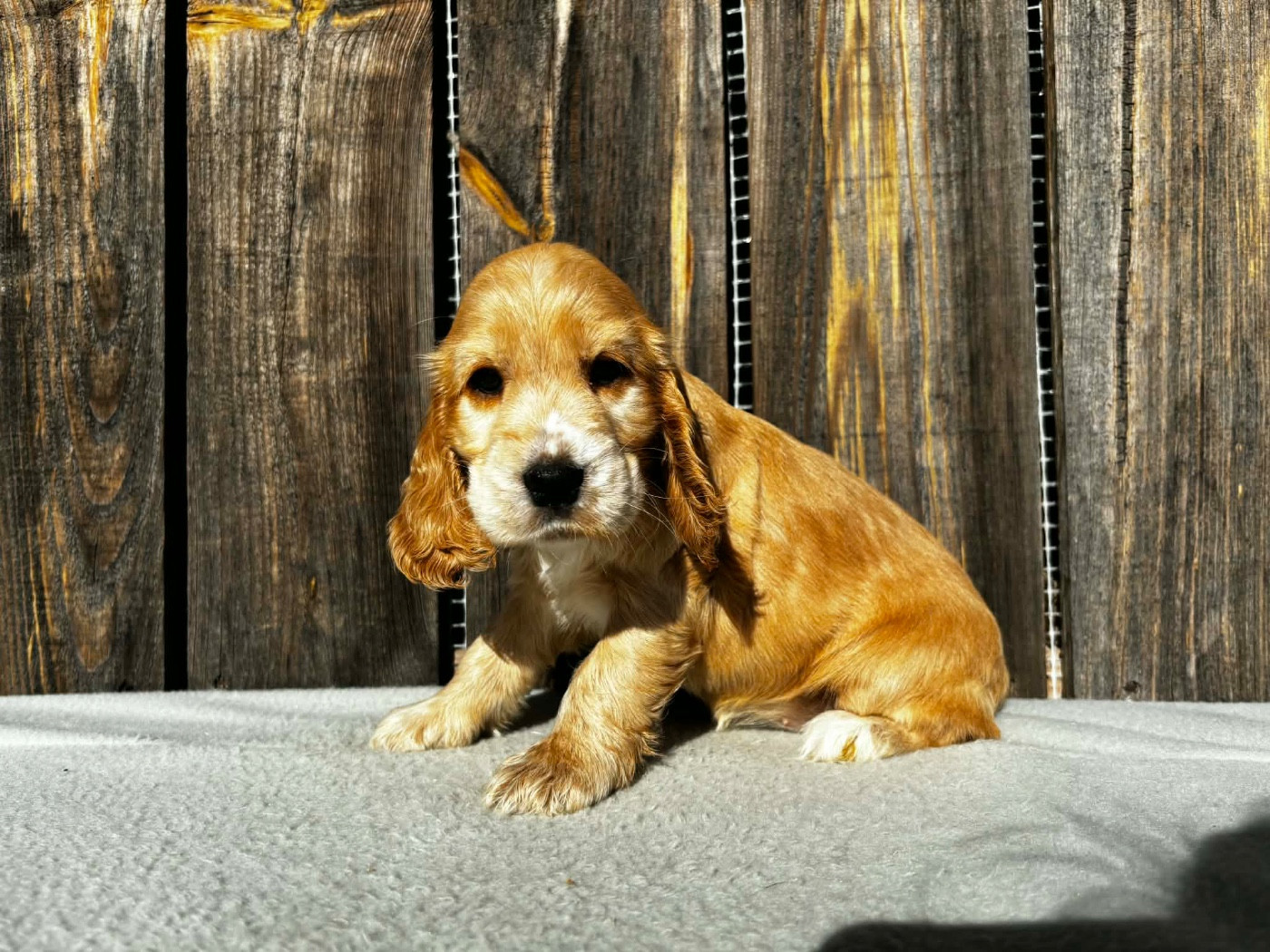 du chemin des cavaliers - Cocker Spaniel Anglais - Portée née le 13/01/2026