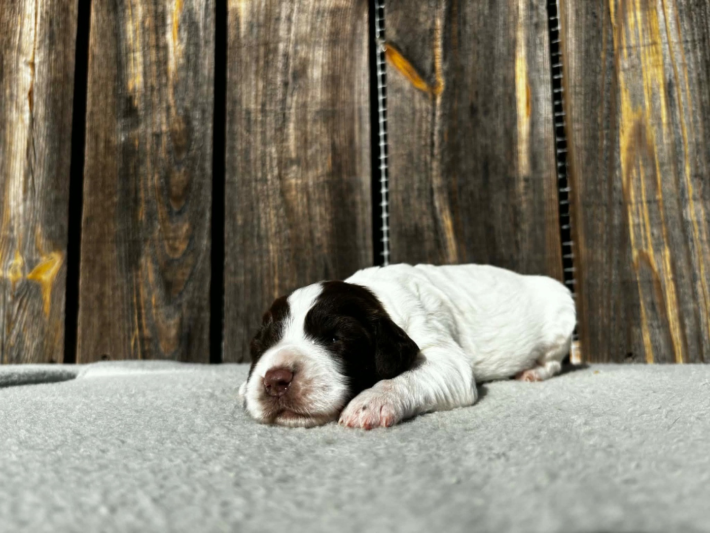 du chemin des cavaliers - English Springer Spaniel - Portée née le 13/02/2026