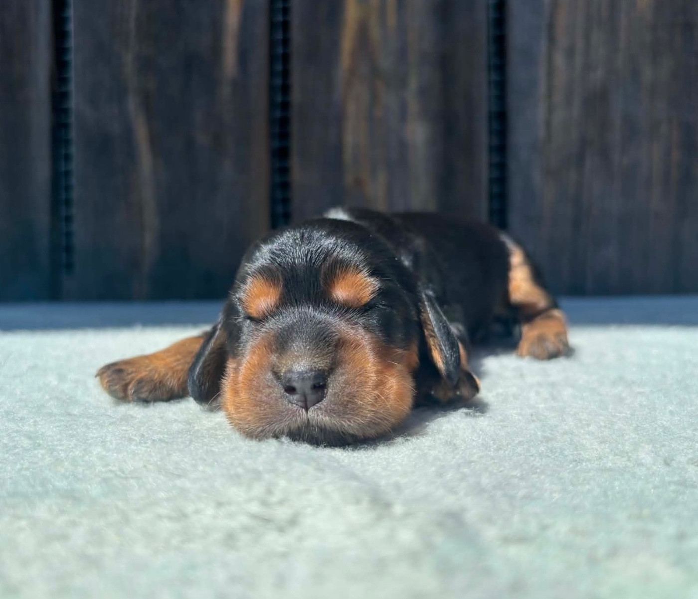 du chemin des cavaliers - Chiots disponibles - Cocker Spaniel Anglais