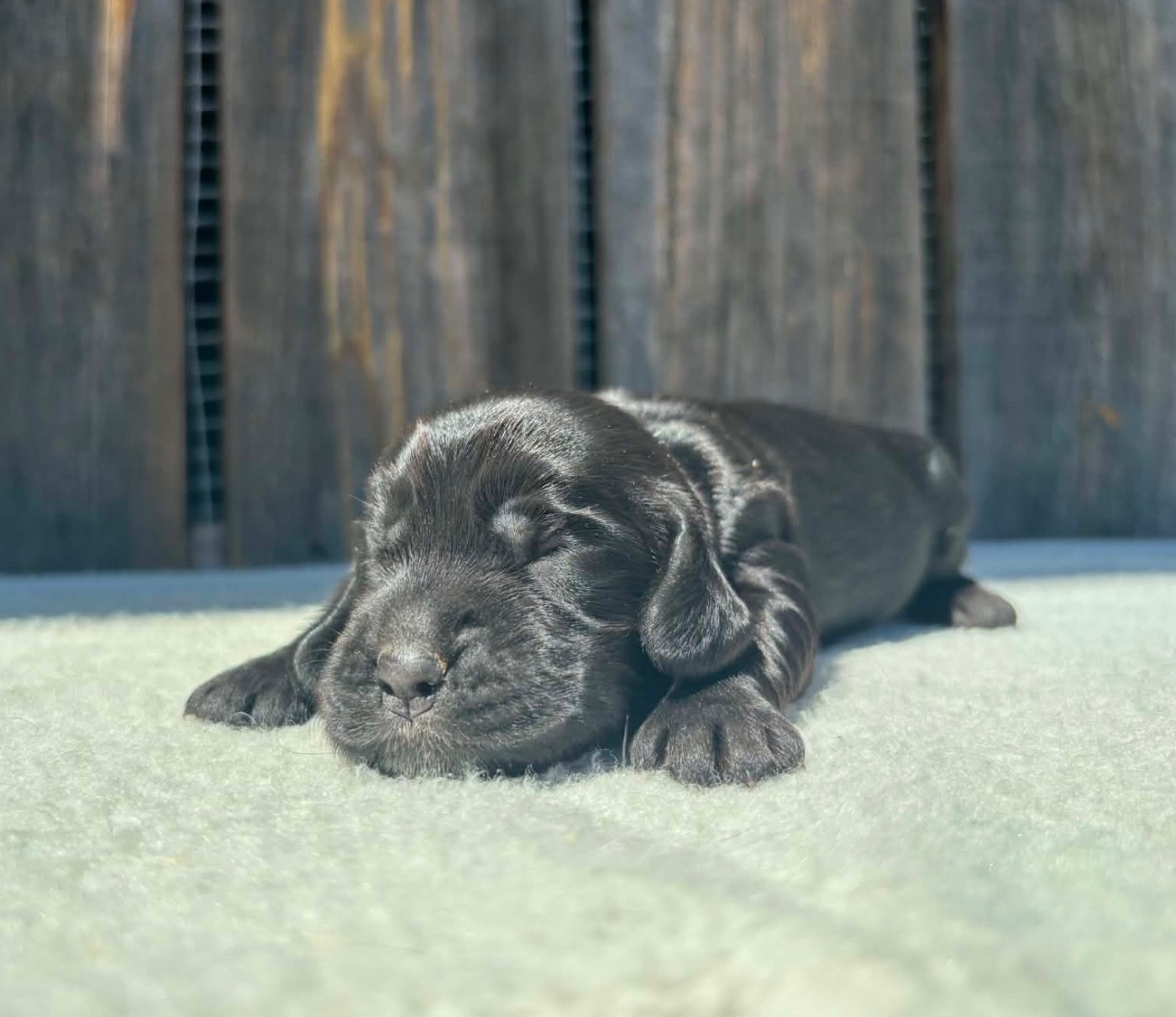 du chemin des cavaliers - Chiots disponibles - Cocker Spaniel Anglais