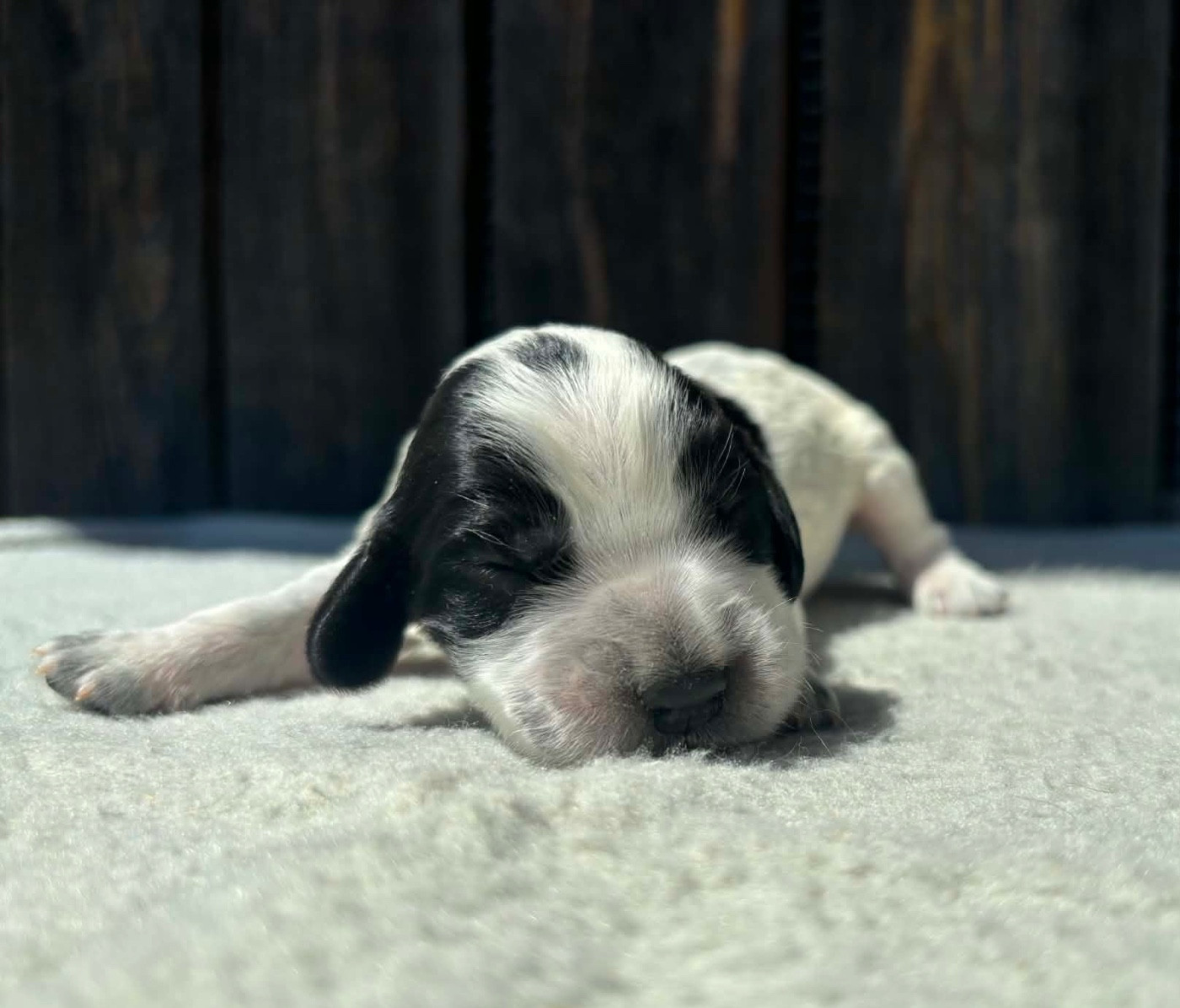 du chemin des cavaliers - Chiots disponibles - Cocker Spaniel Anglais