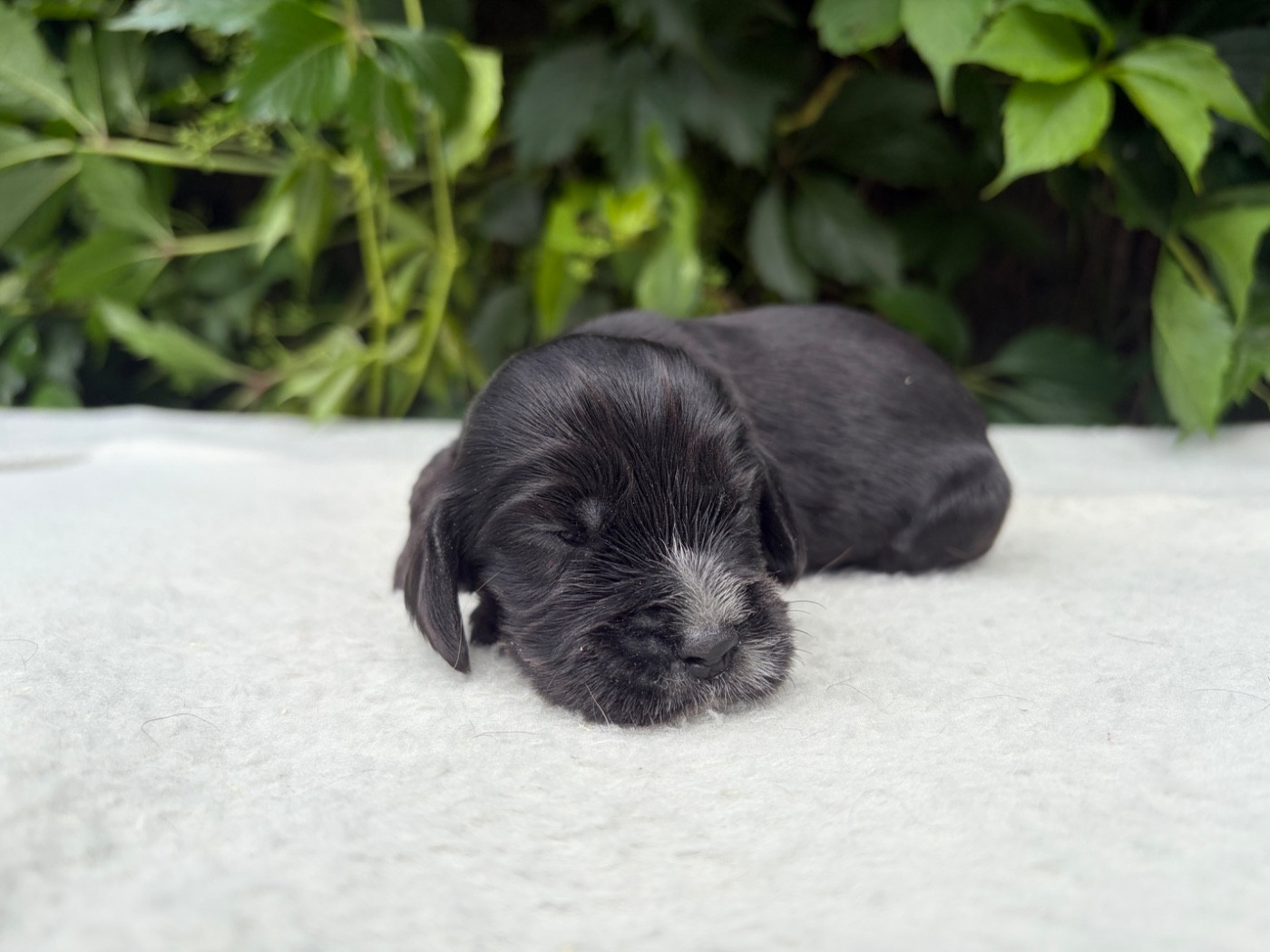 du chemin des cavaliers - Chiots disponibles - Cocker Spaniel Anglais
