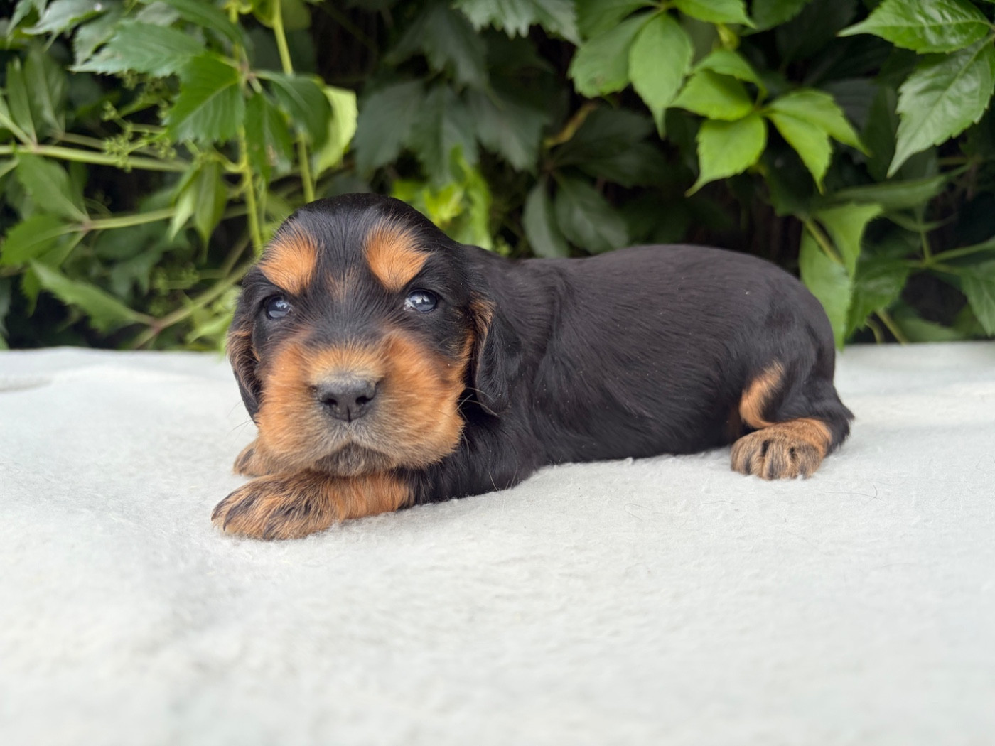 du chemin des cavaliers - Chiots disponibles - Cocker Spaniel Anglais