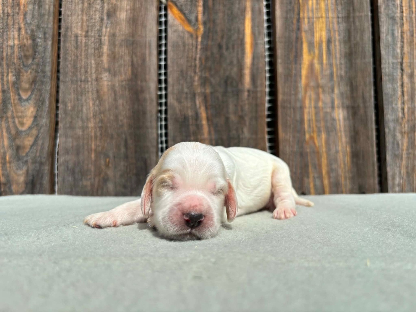 du chemin des cavaliers - Chiots disponibles - Cocker Spaniel Anglais