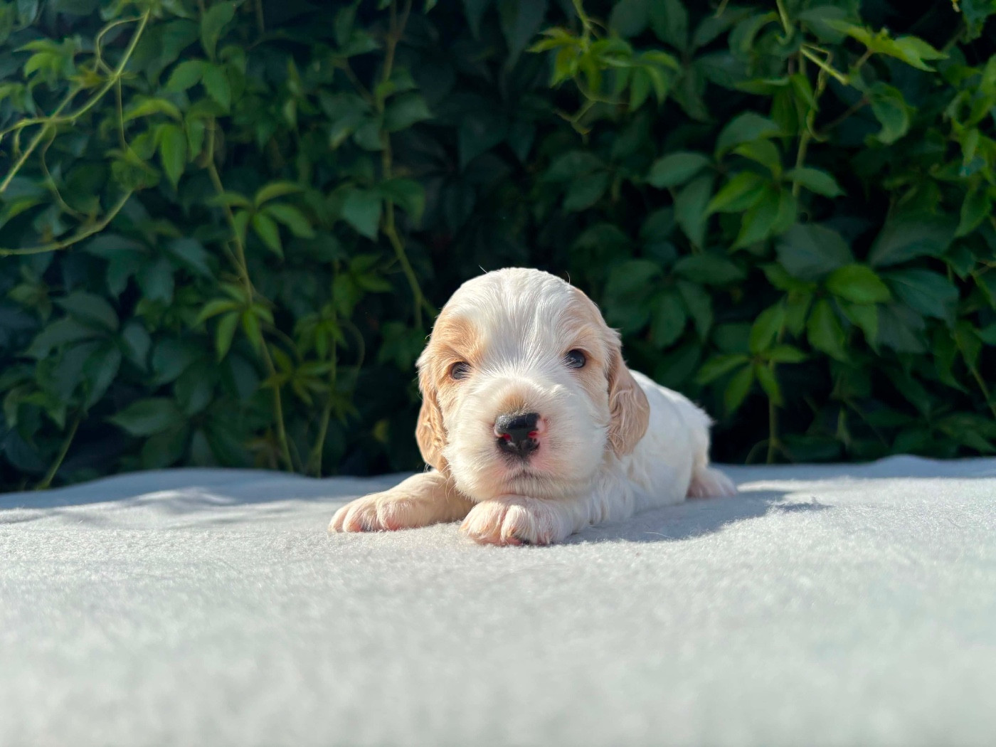 du chemin des cavaliers - Chiots disponibles - Cocker Spaniel Anglais
