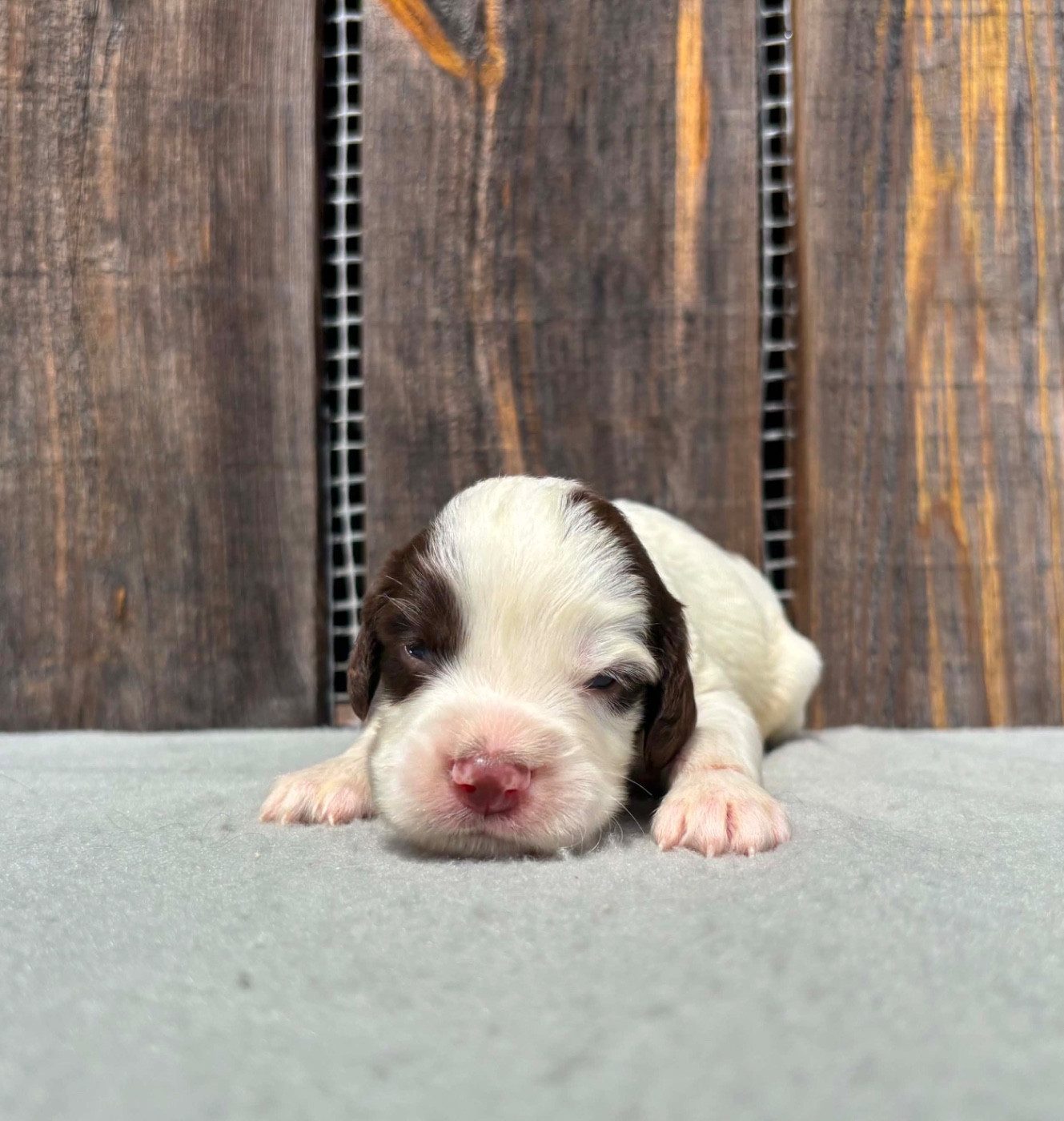 du chemin des cavaliers - Chiots disponibles - English Springer Spaniel
