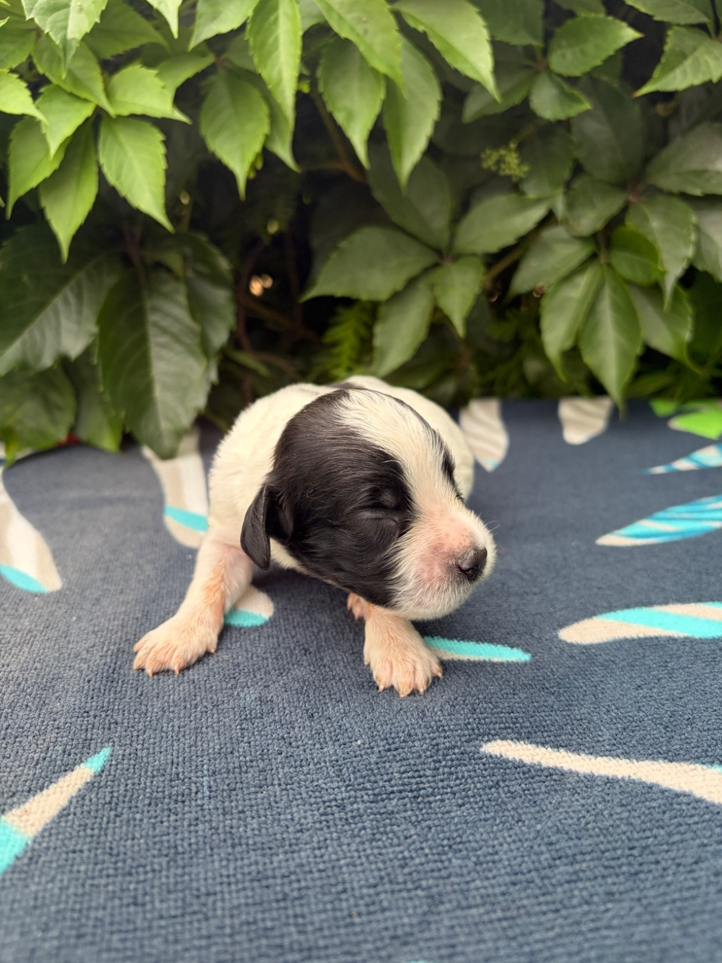 du chemin des cavaliers - Chiots disponibles - English Springer Spaniel