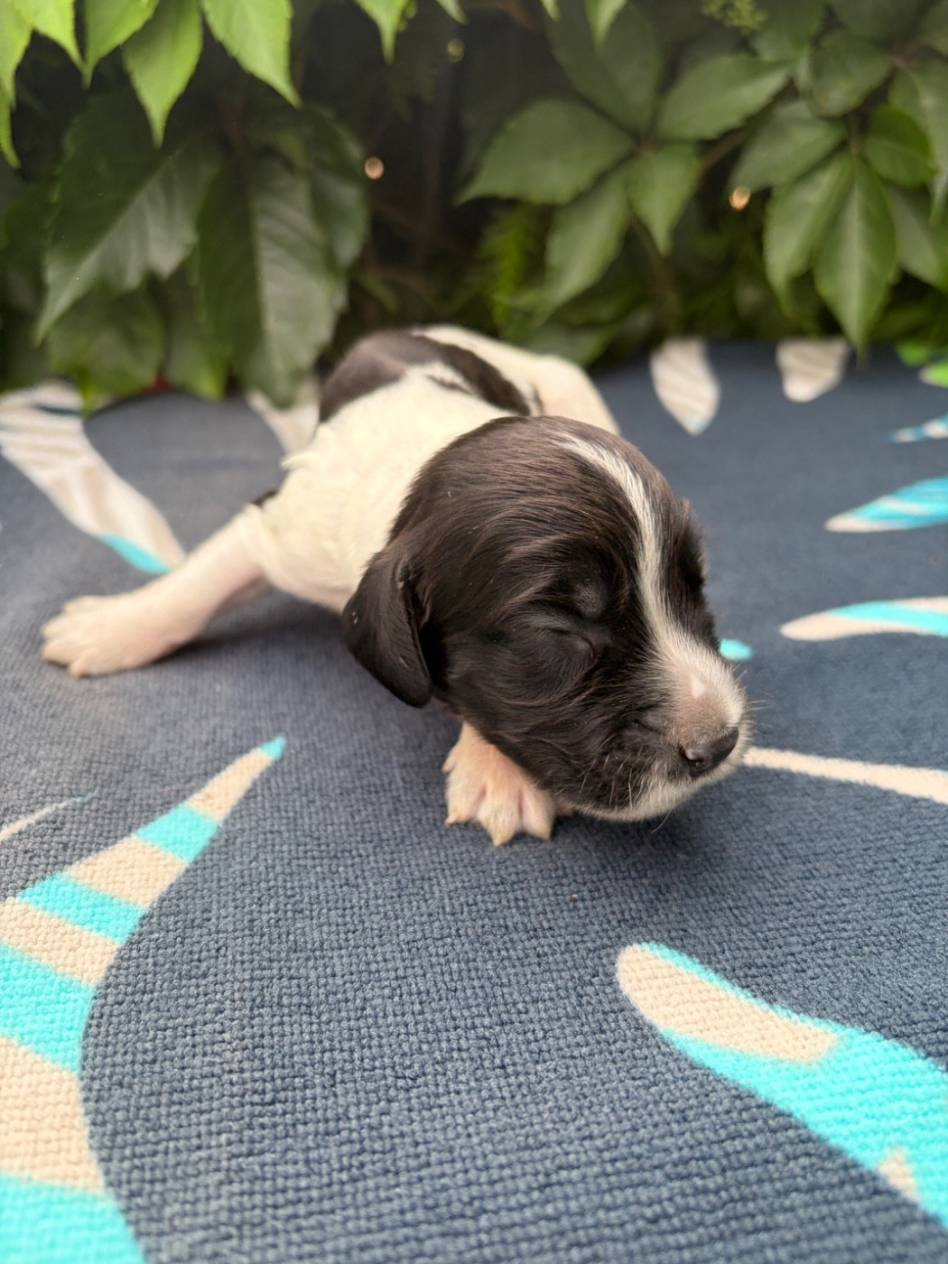 du chemin des cavaliers - Chiots disponibles - English Springer Spaniel