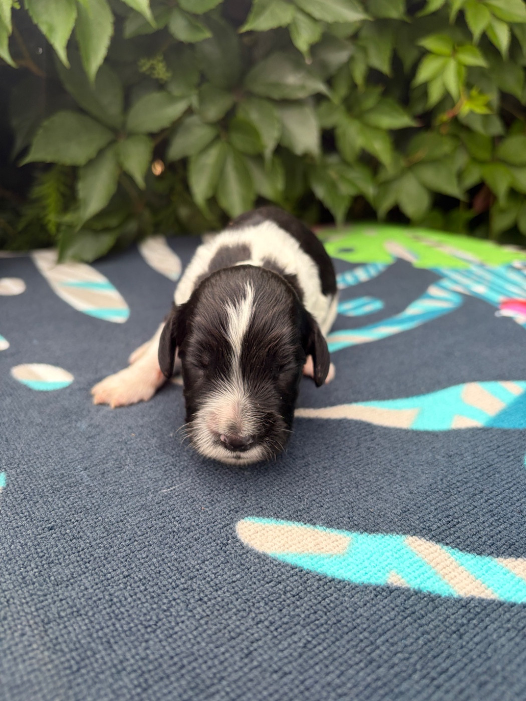 du chemin des cavaliers - Chiots disponibles - English Springer Spaniel