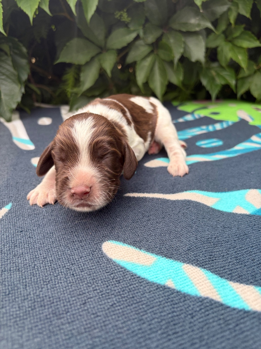 du chemin des cavaliers - Chiots disponibles - English Springer Spaniel