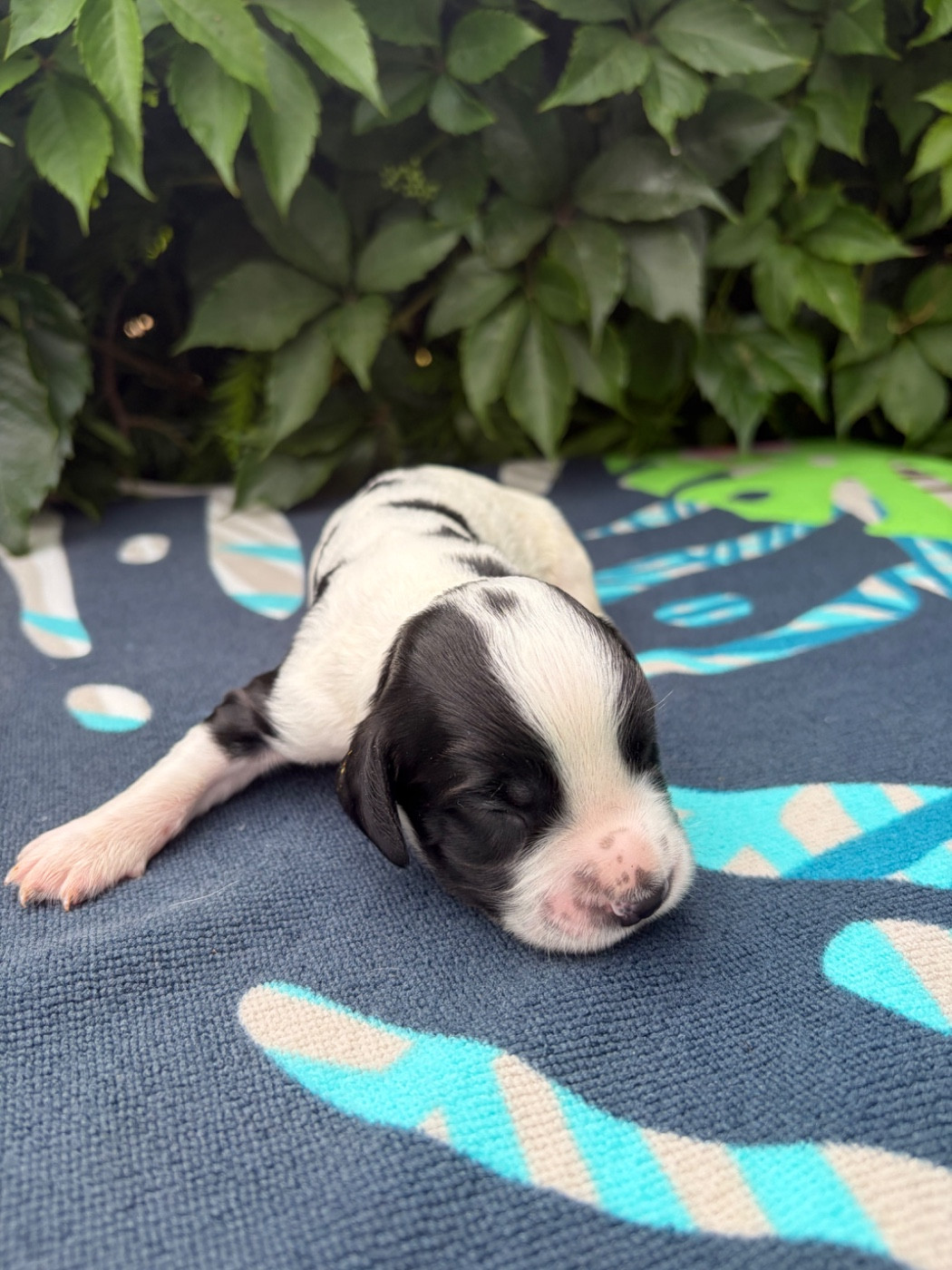 du chemin des cavaliers - Chiots disponibles - English Springer Spaniel