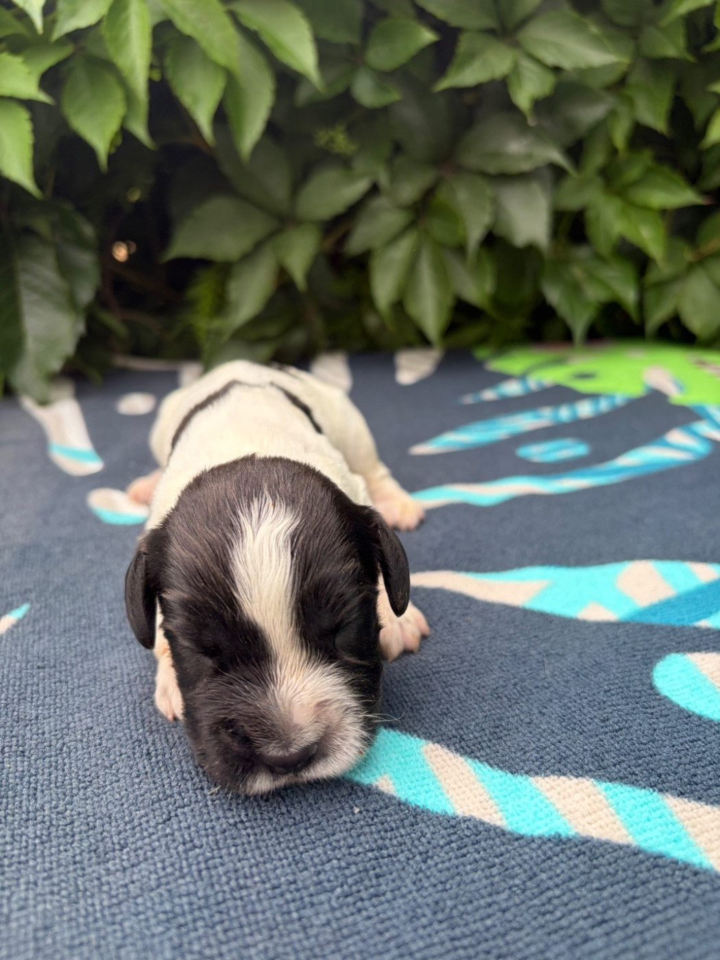 du chemin des cavaliers - Chiots disponibles - English Springer Spaniel
