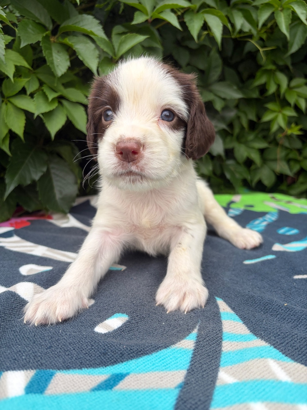du chemin des cavaliers - Chiots disponibles - English Springer Spaniel