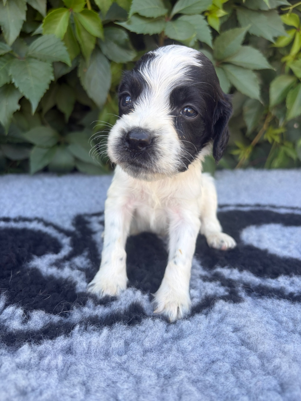 du chemin des cavaliers - Chiots disponibles - English Springer Spaniel