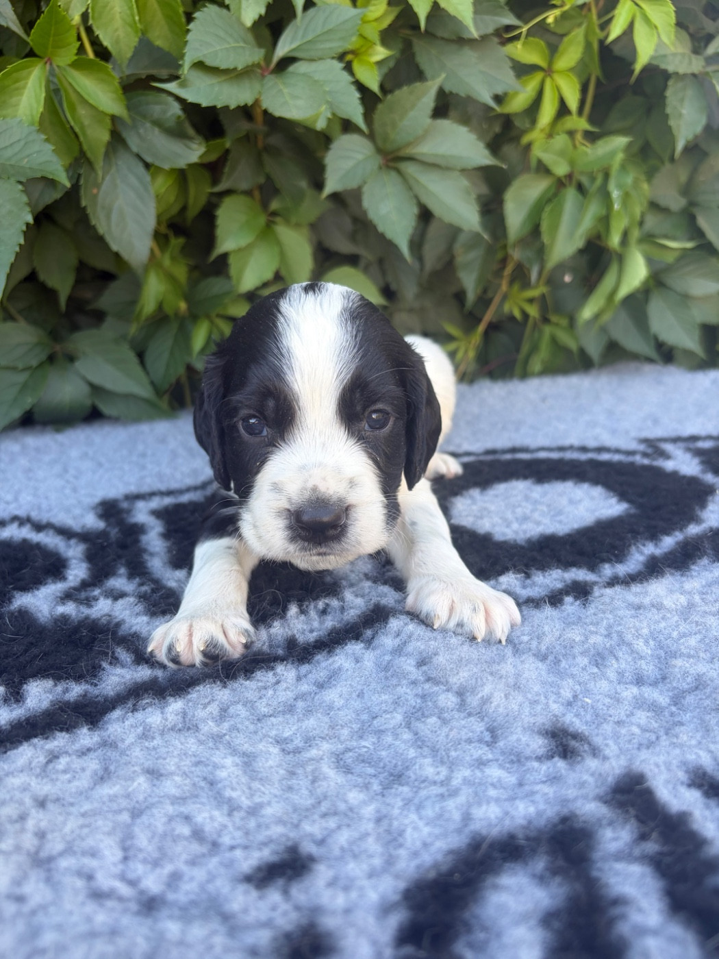 du chemin des cavaliers - Chiots disponibles - English Springer Spaniel