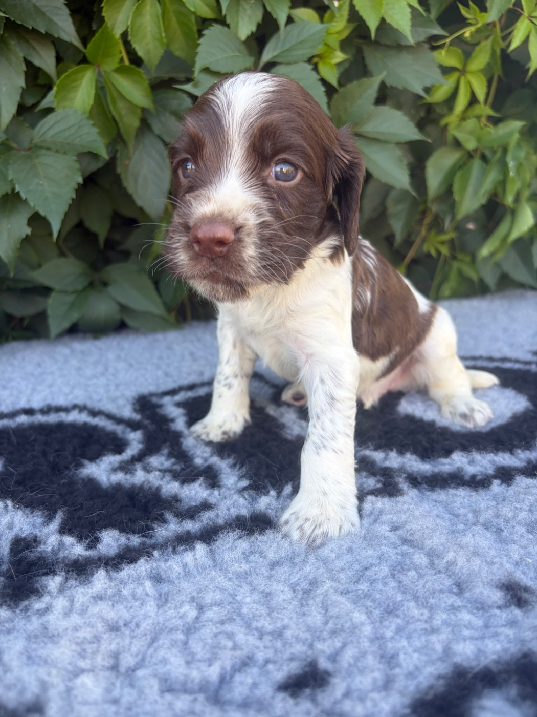 du chemin des cavaliers - Chiots disponibles - English Springer Spaniel