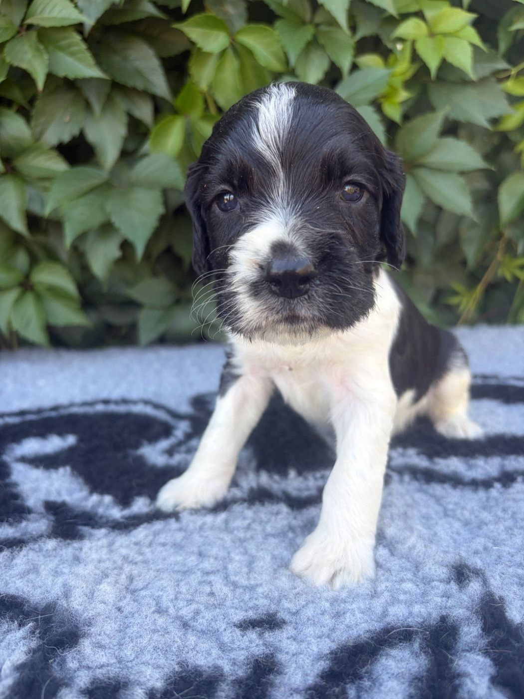 du chemin des cavaliers - Chiots disponibles - English Springer Spaniel