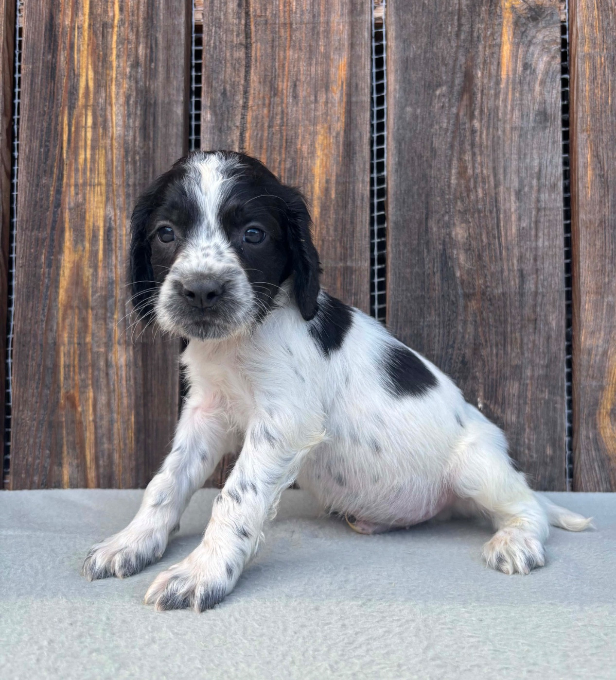 du chemin des cavaliers - Chiots disponibles - English Springer Spaniel