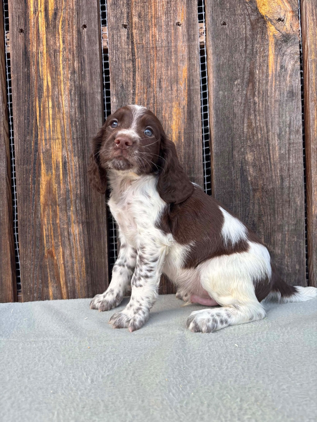 du chemin des cavaliers - Chiots disponibles - English Springer Spaniel