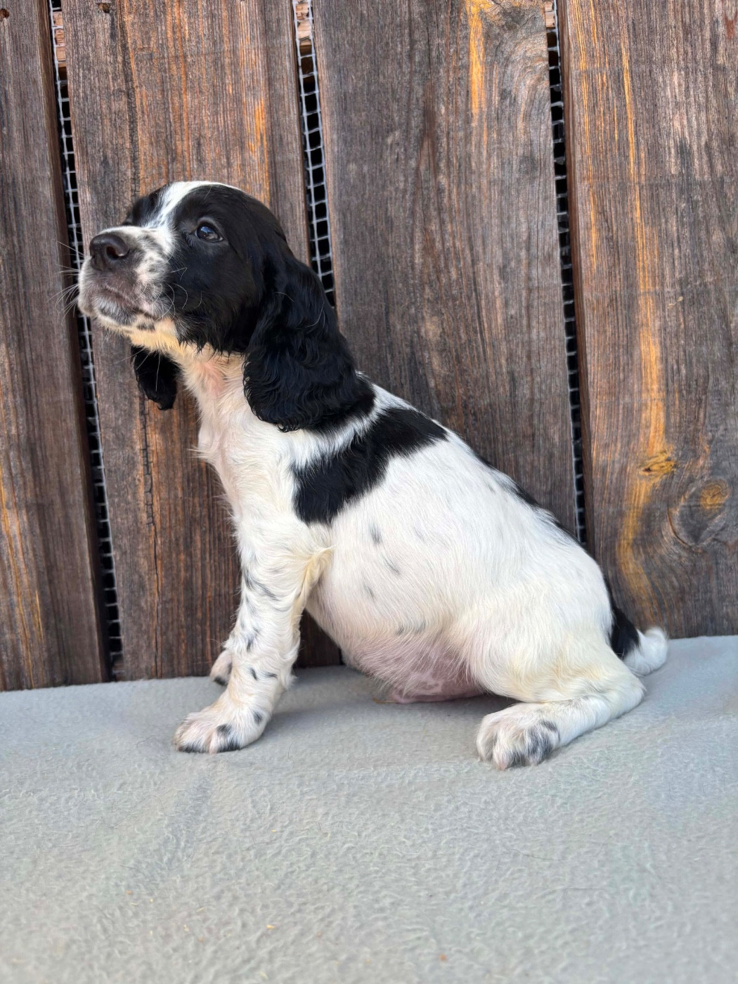du chemin des cavaliers - Chiots disponibles - English Springer Spaniel