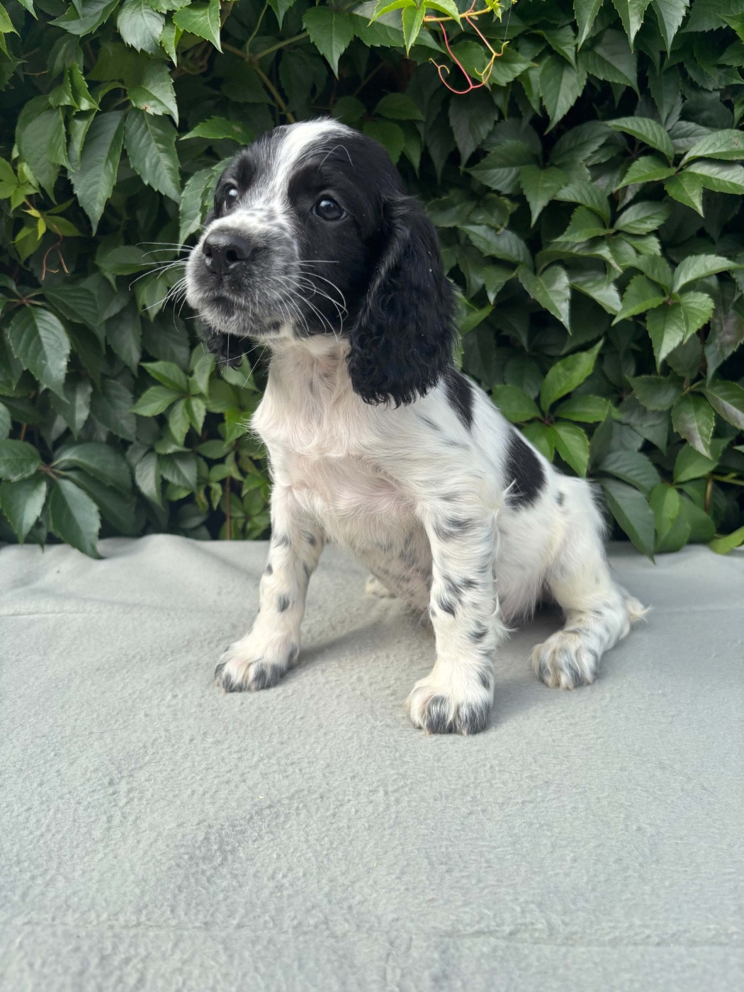 du chemin des cavaliers - Chiots disponibles - English Springer Spaniel