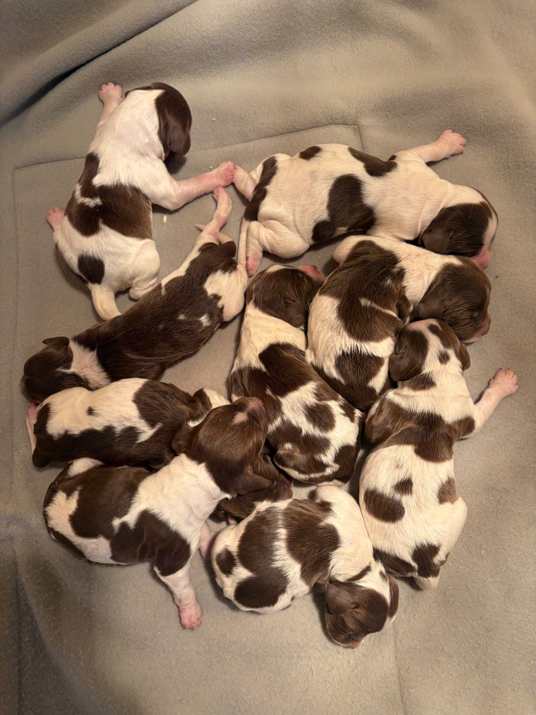 Chiot English Springer Spaniel du chemin des cavaliers