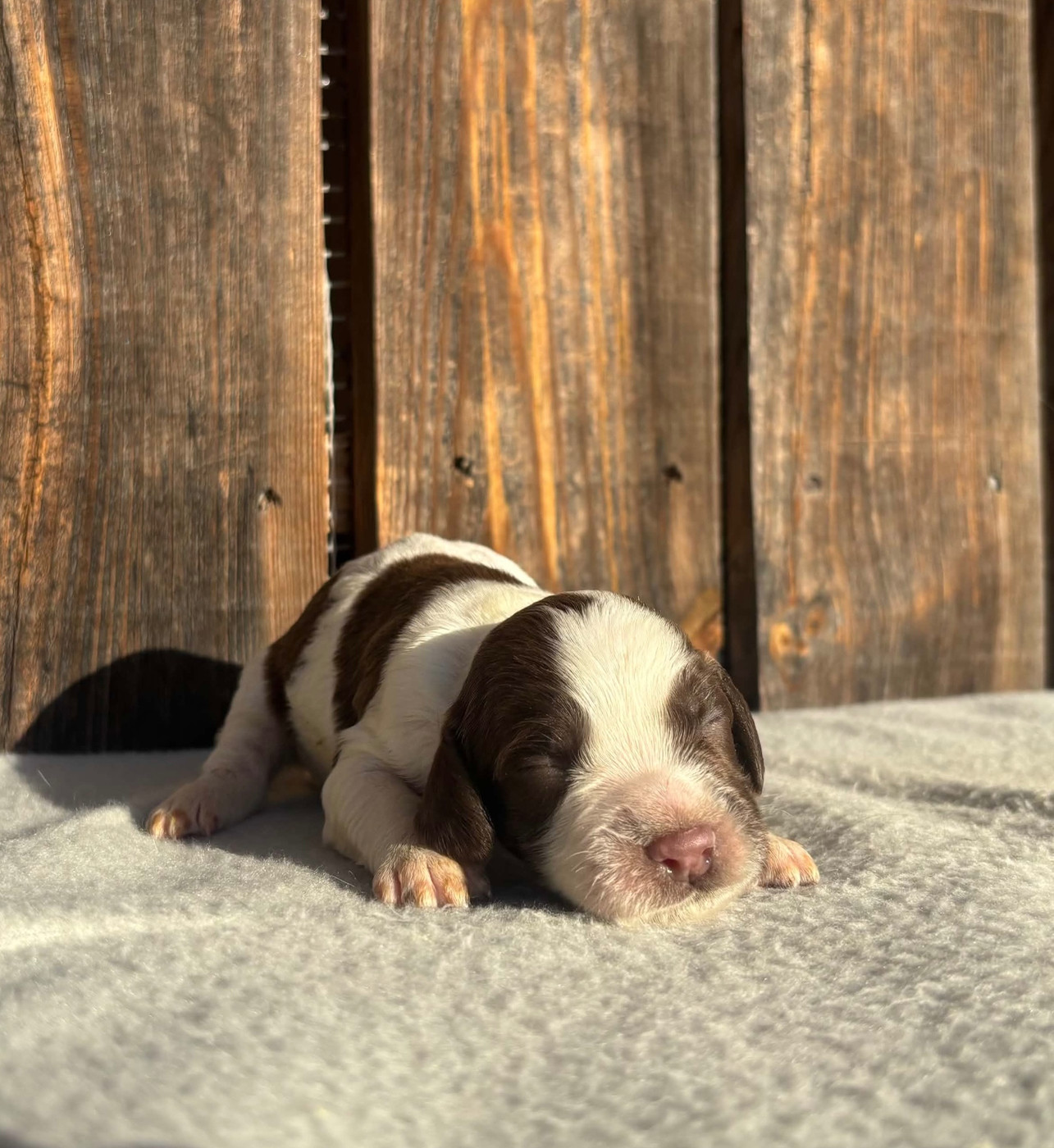 du chemin des cavaliers - Chiots disponibles - English Springer Spaniel